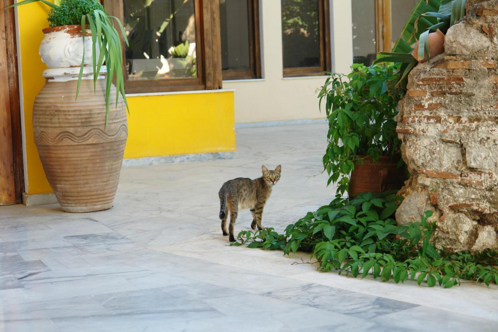 Verdelis Inn Epidaurus Екстер'єр фото